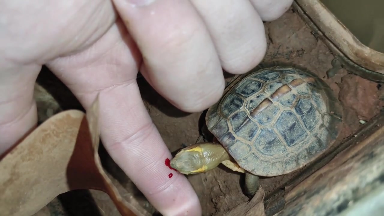 少看点小说吧，都开始滴血认主了！