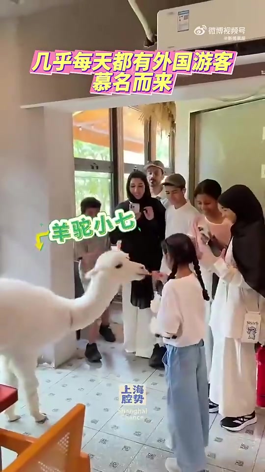 【进球剪辑】申花外援马纳法与羊驼互动，妻子：你们能想象和羊驼