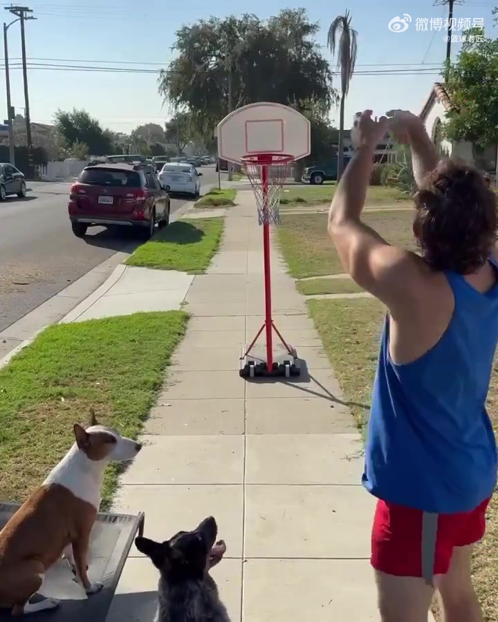 【体育视频】聪明的狗狗！和男主人一起玩投篮连续命中