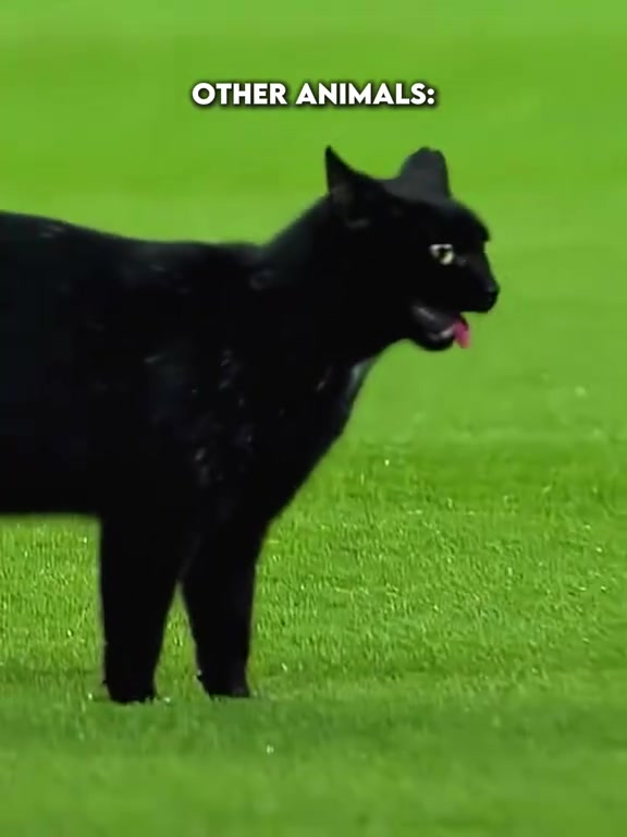 足球场上的动物世界！法尔考：上哪找的冒牌货？