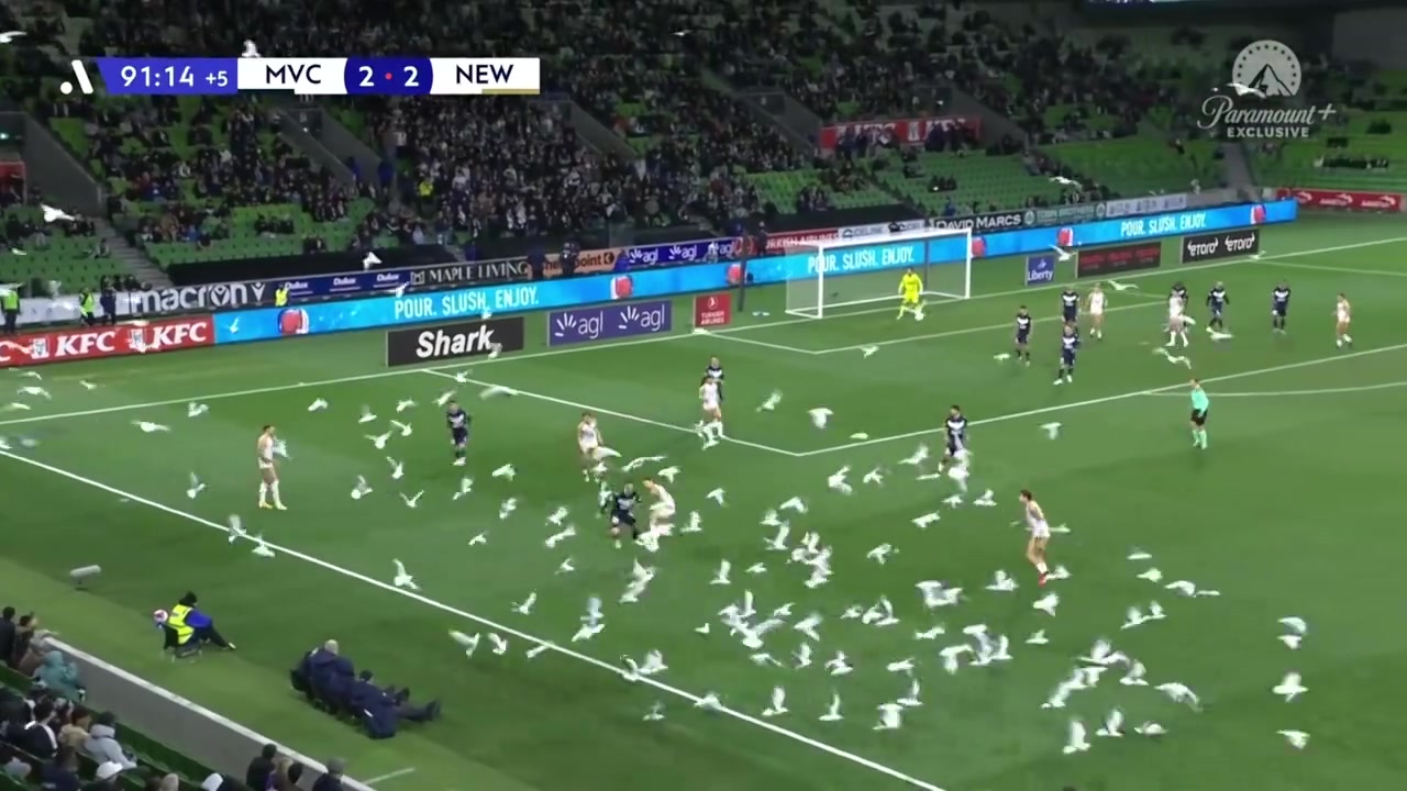 [今日视频]奇景！澳超大群海鸥惊现场内，阿什利杨：我拒绝在这