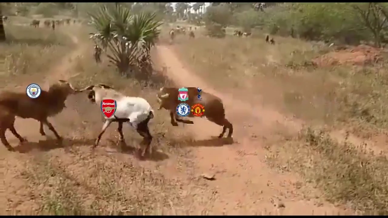 认同吗？阿森纳球迷：这个赛季英超的竞争