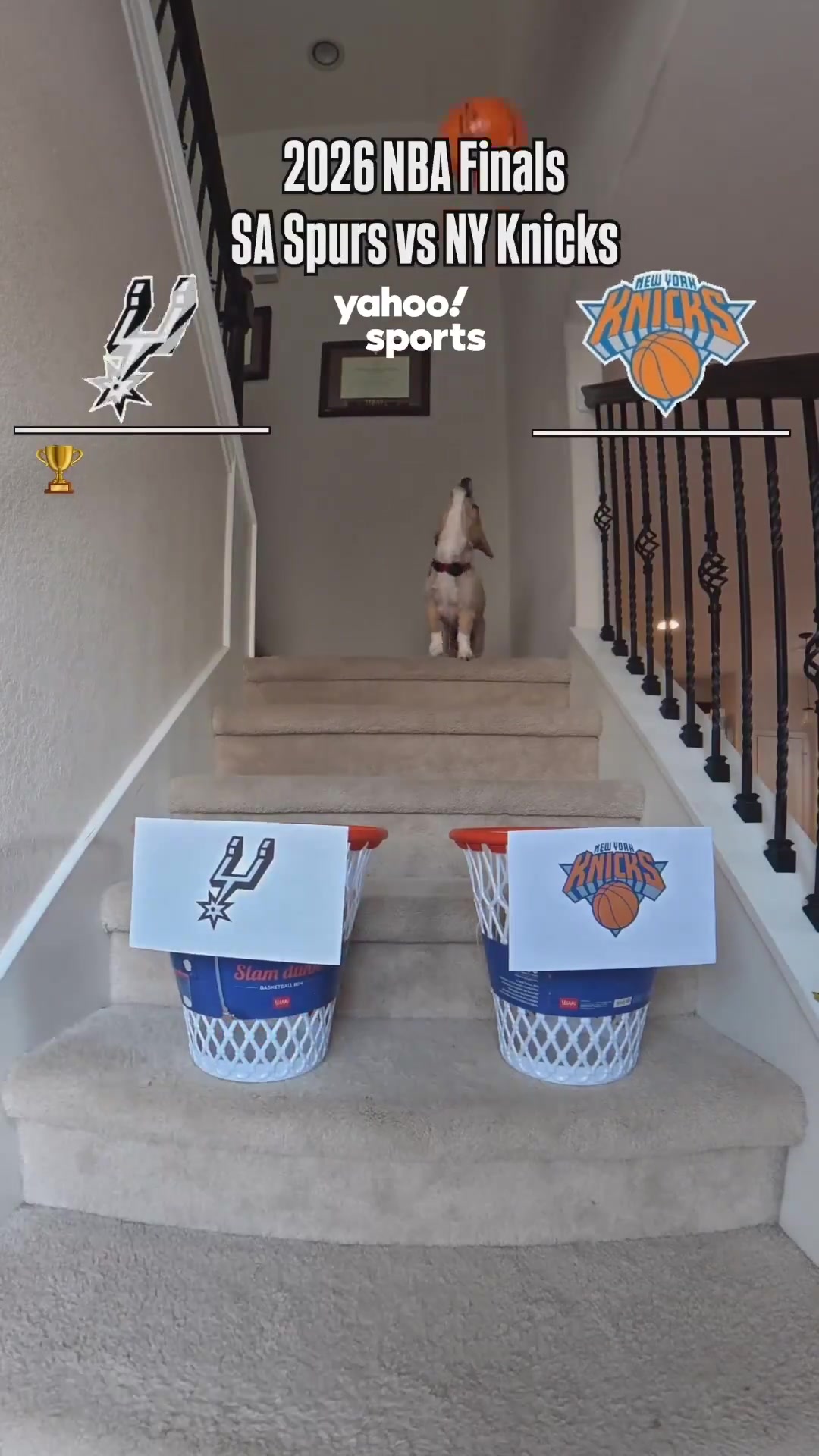 【进球视频】网红柯基”NBA总决赛预测马⭐刺队抢七大战获胜