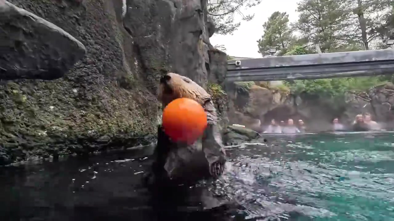 【推荐】萌到犯规！海獭在泳池里玩篮球，还能扣篮