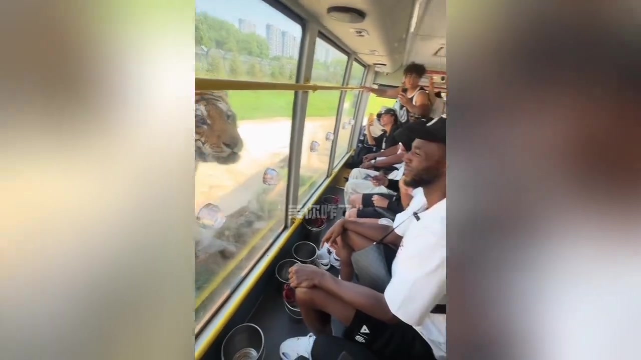 [值得一看]嘴哥打卡哈尔滨虎林园，被网红东北虎“二埋汰”狠狠